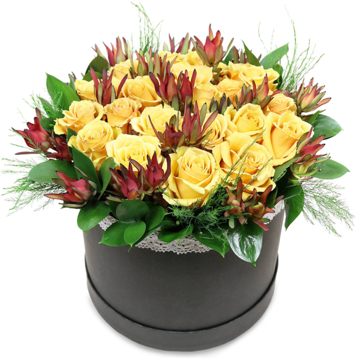 The image shows a meticulously crafted floral hatbox design, set cleanly against a white background so every colour and line stands out. At the heart of the arrangement is a rounded cluster of around two dozen yellow roses, their hue somewhere between soft butter and rich gold, like sunlight catching the façades of Canonbury's classic townhouses. Each rose is fully or almost fully open, petals layered in perfect rosettes that give a plush, velvety surface to the top of the bouquet. Interlaced among the roses are elegant stems of Leucadendron 'Safari Sunset'. These bring tall, tapered bracts in shades of deep burgundy, mahogany, and olive green, their pointed tips reaching slightly above the roses like small flames. The contrast between the smooth, rounded roses and the sharper, more architectural leucadendron adds visual rhythm and hints at a more contemporary design approach. Supporting this mix is a ring of lush foliage, with broad, glossy leaves forming a dark green collar that hides the mechanics and lets the flowers appear to rise naturally from the hatbox. Finer, airy sprigs of light green filler, reminiscent of asparagus fern or soft conifer, slip out between the blooms and just over the edge, softening the silhouette. The flowers are held in a circular hatbox finished in a deep black or charcoal tone with a matte or satin sheen, giving a sleek, modern base. Just along the top edge, a narrow band of white lace trim introduces a delicate, almost bridal detail, blending romance with urban elegance typical of homes and studios tucked between Canonbury and nearby Islington. The overall mood is warm, polished, and uplifting, ideal as a stylish centerpiece for a dinner table off St Paul's Road, a special birthday delivery, or a thoughtful congratulations arrangement.