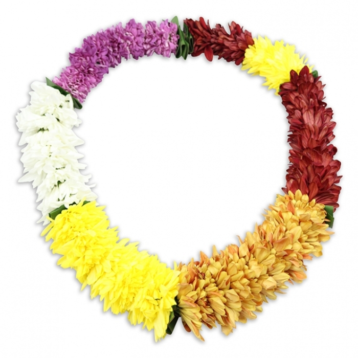 An oval Hawaiian lei is carefully laid flat on a bright white surface, its form complete and unbroken, like a gentle halo of colour. The garland is made from an abundance of small, fluffy blossoms that resemble chrysanthemums or tightly ruffled carnations, each bloom packed so closely that the lei appears almost cushioned to the touch. Beginning at the upper left and following the curve clockwise, the colours unfold in a deliberate sequence: a substantial band of deep, jewel-toned purple first, then a subtle easing into a narrow run of crisp white blooms that cool the palette. From there, the white melts into a lively, lemon-yellow section, which gradually warms into deeper golden tones and hints of amber, reminiscent of evening sunlight along the residential terraces of Canonbury and nearby Islington streets. The gradient then shifts into a more somber passage of reddish-brown and maroon flowers, evoking polished mahogany or autumn foliage, before lifting once again into a final patch of bright yellow, closing the loop with a sense of optimism. Tiny dark green fabric leaves or separators are visible where some colours meet, adding rhythm and echoing the structure of traditional hand-strung leis. The flowers are clearly artificial, with consistent size and colour saturation, designed to stay vibrant during funeral tributes or remembrance services, even over long hours. A soft shadow rests beneath the lei, lending depth and a quiet, contemplative mood. The overall impression is of a Hawaiian-inspired memorial garland, radiating both respect and warmth, suitable for a dignified farewell in Canonbury's local churches and crematoria.