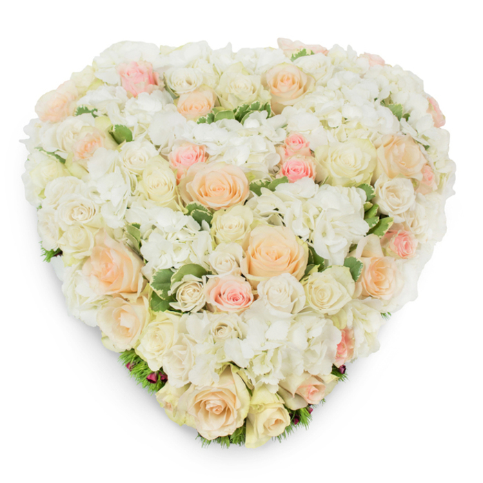 A lovingly constructed, heart-shaped floral arrangement photographed from above on a stark white surface, this piece is a study in refined softness and careful craftsmanship. The topography of the heart is densely populated with ivory and pristine white roses, their forms varying from tight, hopeful buds to wide, layered blooms that catch light on their curled petal edges. Interspersed among these are pale peach and soft blush-pink roses that introduce a warm, pastel counterpoint; their colors move subtly across the composition, suggesting sunrise tones against a porcelain field. Scattered throughout the roses are generous clusters of white hydrangea, their small, papery florets building a cloud-like texture that fills negative space while adding volume and a delicate tactile contrast to the roses' smoother surfaces. Specks of deep green, possibly variegated foliage, peek through along the lower curves, giving a natural anchor and a cool, leafy scent beneath the heady rose perfume. The heart's outline is exacting-each bloom aligned to produce a continuous, lush edge-and a soft shadow beneath the form gives a sense of elevation and three-dimensionality on the white backdrop. As a design drawn from Canonbury Flowers' studio sensibilities, it suits both solemn commemorations-memorial services, funerals, quiet remembrances-and celebratory moments such as weddings or anniversaries where understated elegance is preferred. Imagined arriving fresh to Canonbury Square, Essex Road addresses, or nearby Newington Green, this arrangement conveys a composed dignity and tender devotion through colour, texture, and floral technique.