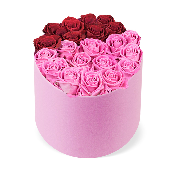 A luxuriously dense bouquet is presented in a soft blush-pink D-shaped box, its velvet texture and curved front giving it a contemporary silhouette against a white backdrop. Inside, tightly packed rose heads fill the top opening, creating a lush, color-rich surface. The arrangement is deliberately divided into two color blocks: the upper back portion hosts about a dozen deep red roses, almost crimson, evoking classic romance, while the larger front section is a cluster of vivid fuchsia-pink roses that brings joyful brightness to the composition. Each bloom is fully opened, their petals arranged in perfect, protective spirals with no visible foliage interrupting the surface. The packaging reads premium-soft, velvety pink, with a curved front that invites a close touch. Photographed from a slightly elevated angle, the scene emphasizes the box's silhouette and the bold, two-tone palette. This high-quality rose box is an ideal gift for Valentine's Day, anniversaries, Mother's Day, or a refined centerpiece for an upscale interior. For Canonbury customers, it can be delivered across Islington's neighborhoods, including Upper Street, Highbury, and nearby streets, bringing a touch of luxury to doorsteps and reception areas alike.