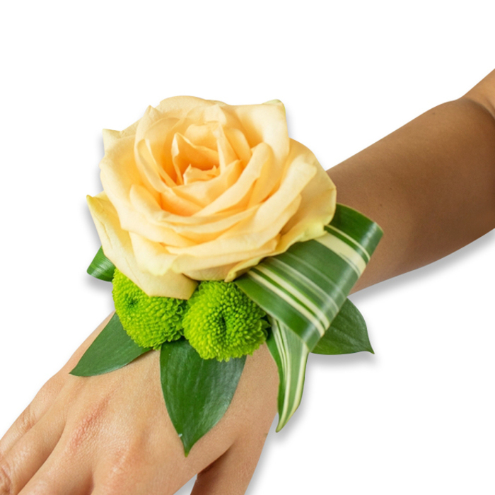 Set against a bright white backdrop, a carefully arranged wrist corsage lies across a warm, light-to-medium brown wrist, the skin's tone bringing out the peachy-pale rose at its centre. The rose unfurls in layered petals of soft champagne-peach, each fold catching light and creating subtle shadows that emphasise its velvety surface and classic form. Below it, two lime-green button chrysanthemums-compact, almost perfectly rounded pom-poms-sit close to the rose, their tightly packed florets creating a playful, tactile contrast and a vivacious pop of colour. Surrounding the blooms is an assortment of deep green foliage; broad, glossy leaves like salal or ruscus create a lush cushion and provide visual depth. A distinctive variegated leaf, edged and streaked in cream and green, is folded into an elegant curve that frames the composition and extends toward the hand, adding an architectural, modern flourish.

Imagined for ceremonies in and around Canonbury-perhaps a wedding photographed near bottleshop-lined Upper Street or a prom send-off on Newington Green-this wristlet smells faintly of rose warmed by skin and the green freshness of foliage. The fastening is discreet and likely elastic-backed beneath the leaves, keeping attention on the floral artistry. The overall effect is poised and celebratory, marrying soft romantic colour with contemporary structure; it reads as refined yet approachable, an ideal accessory for formal occasions or intimate gatherings in Islington's leafy corners, reflecting local sensibility and skilled floral handiwork.