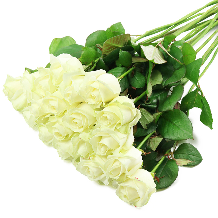 An elegant, hand-tied spray of white roses is laid diagonally across a brilliant white surface, the entire arrangement captured from above so that every bloom and leaf can be clearly imagined. Roughly two dozen rose heads cluster together in the lower-left quadrant, overlapping and interlacing to form a lush, rounded mass of petals. Most of the flowers are in the early stages of opening; their outer petals curl gently away while the inner spirals stay close, giving the bouquet a poised, expectant energy rather than full-blown opulence. The petals themselves are a soft, creamy white with delicate ivory tones deep in the centres, and here and there, at the edge of an outer petal, a whisper of pale green tells of their garden-fresh condition. Bright, even lighting floods the scene, emphasising the silky, almost velvety texture of each petal and allowing subtle shadows to add dimension without disturbing the bouquet's serenity. From beneath the blossoms, a bundle of long, straight stems extends to the upper-right corner, like a green river flowing across the white background. The stems are strong and clean, dotted with occasional thorns and adorned with lush, dark green leaves that vary slightly in shade; a few show a reddish tint along the veins, just as you might notice on roses grown in a well-tended Canonbury garden. The composition is simple yet refined, evoking themes of purity, remembrance, and understated celebration. It is easy to imagine this exact bouquet travelling from a local Canonbury florist's workbench to a townhouse near Highbury Fields, ready to serve as a wedding accent, a sympathy tribute, or a quiet anniversary gesture filled with sincere emotion.