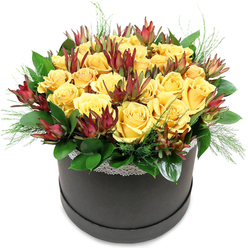 A sophisticated hatbox arrangement sits centered against a crisp white backdrop, its dark charcoal-black base cradling a luxuriant dome of golden yellow roses and deep burgundy leucadendron. The roses are generously grouped, each bloom fully open or just on the cusp of unfurling, their creamy yellow petals layered in soft spirals that catch the imaginary light the way late afternoon sun filters through Canonbury's leafy streets. Nestled among them, Leucadendron 'Safari Sunset' rises in slender, architectural forms, the bracts a rich mix of maroon, claret, and muted green, like autumn foliage gathered from New River Walk. These pointed shapes break up the roundness of the roses, adding depth and intrigue without overwhelming the calm, joyful palette. Around the flowers, lush, polished greenery provides a deep emerald base; some leaves are broad and smooth, others more feathery and fine, creating a textural frame that makes the central cluster feel almost weightless. At the very top rim of the hatbox, a fine band of white lace runs like a delicate border, its pattern subtle yet unmistakably feminine, softening the strong line of the black container. Together, the contrast of lace and matte box, vintage touch and modern silhouette, echoes Canonbury's blend of classic terraces and contemporary interiors. This arrangement from Canonbury Flowers suggests warmth and gratitude without shouting, the kind of piece you might send to welcome a new neighbour near Essex Road, to celebrate a promotion, or to brighten a quiet corner of a home office. Though the image is still, you can imagine the scent of fresh roses rising gently, promising light even on a grey North London day.