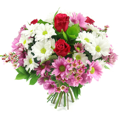 Captured against a clean white background, this full, rounded bouquet feels like a breath of fresh air drifting in from the tree-lined streets around Canonbury. At the heart of the arrangement, two velvety red roses draw the eye, their petals tightly spiralled and plush, carrying a sense of romance and deep affection that suits everything from an anniversary dinner near Upper Street to a quiet evening at home. Surrounding these roses, a ring of white daisy-like chrysanthemums unfurls, each petal crisp and luminous, with a punchy lime-green centre that brightens the entire composition, much like sunlight catching the greenery in nearby New River Walk. Interlaced with the white blooms, soft pink chrysanthemums spread through the bouquet, their shades ranging from gentle blush to a more confident mid-pink, all anchored by the same vivid green eyes that bring cohesion and a playful energy. Scattered throughout are airy sprays of pale pink waxflowers, their minute, starry blossoms and fine stems adding an intricate, almost lace-like texture that softens the structure and adds interest when viewed up close. Supporting this colourful display, rich green foliage forms a subtle collar, with broad, glossy leaves and lighter highlights giving depth, contrast, and a natural garden feel. The stems beneath are clearly visible, neatly trimmed and bound together in a tidy bundle, marking this as a carefully crafted hand-tied bouquet, ready for a favourite jug in a Canonbury kitchen or on a windowsill overlooking Essex Road. The overall mood is calm yet uplifting, ideal for expressing love, gratitude, or friendship with a fresh, locally delivered floral gift.