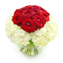 Set against a bright white backdrop, this refined floral arrangement captures the essence of a romantic anniversary moment in Canonbury: a tight dome of deep red roses resting on a generous cushion of pure white hydrangeas, all presented in a clear glass fishbowl-style vase. At the centre of the design, a cluster of roughly nine to twelve red roses draws the eye immediately, their velvety petals layered in spirals that seem to fold in on pools of rich, crimson colour. Some blooms are fully open, revealing their intricate hearts, while a few remain slightly cupped, hinting at the promise of even more beauty to come. Below this crown of roses, the hydrangeas gather in a full, rounded mass, thousands of tiny white petals forming a soft, cloud-like base that seems to gently cradle the roses from beneath. The contrast between the intense, romantic reds and the serene, creamy whites creates a striking harmony, both bold and tender at once. Through the crystal-clear glass of the rounded vase, fresh green stems are visible, neatly submerged in clear water that sparkles under the light. There is no foliage or distraction here, only the pure dialogue between red and white, passion and serenity. It feels like a bouquet crafted for an intimate dinner in a Canonbury townhouse or a quiet celebration near Newington Green, where the flowers themselves do all the speaking, conveying devotion, gratitude, and the quiet joy of years shared together.