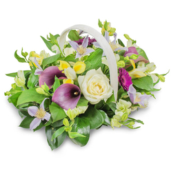 In this carefully composed funeral flower basket, a light, off-white woven base with a curved handle forms a calm, neutral frame for a harmonious blend of colour and texture. The arrangement is shaped into a rounded mound that feels both abundant and controlled, like a thoughtfully tended garden tucked away off a side street in Canonbury. At its heart, a single creamy white rose opens in a graceful spiral, conveying softness, respect, and the purity of memory. Flanking this focal bloom, two rich purple calla lilies rise with smooth, trumpet-like curves, their deep, almost velvety tones introducing a quiet sense of ceremony and depth. Threaded between them, small star-shaped clematis blossoms in gentle lavender and pale lilac offer an airy lightness, their subtle yellow centres echoing the first rays of morning light. Clusters of petite yellow and white bell-shaped flowers-similar to freesia or alstroemeria-bring touches of brightness, symbolising hope even in sorrow. On the right edge of the design, a striking magenta gerbera daisy draws the eye, its bold, circular form and fine petals suggesting love, gratitude, and a life well lived. Lush greenery surrounds and supports every bloom: broad, dark green leaves reminiscent of ruscus provide structure, while lighter green sprigs add movement and softness, creating a full, verdant cushion. The arrangement is photographed against a clean white backdrop with a natural shadow grounding the basket, emphasising its sculpted form. This elegant tribute would feel at home at a memorial service in Canonbury, offering solace and a touch of beauty to family and friends gathering to say goodbye.