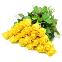 Spread across a pure white background, this cluster of approximately twenty-four yellow roses looks as though it has just been placed down by a careful florist taking a quiet moment in a Canonbury studio. Each rose is at a slightly different stage of opening: some buds are still compact and neatly coiled, their centres hidden, while others are beginning to unfurl, revealing layers of buttery petals that catch even the softest light. The yellow tone is clear and uplifting, neither harsh nor brassy, and it gives the arrangement a gentle glow that feels like early morning sunshine drifting over nearby New River Walk. Nestled among the blooms, dark green leaves provide depth and structure, their surfaces subtly textured, with faintly lighter undersides peeking through where they twist and overlap. The stems, smooth and pale green, align towards the edge of the frame, suggesting a hand-gathered bouquet held loosely before being wrapped for delivery to a quiet home off Upper Street or a peaceful residence near Canonbury Station. The simple white background removes distraction, allowing the viewer to focus on the honest beauty of the roses themselves. This image carries a calm, consoling energy, suitable for sympathy flowers that bring light rather than loud colour, offering reassurance, remembrance, and a sense of shared presence during difficult days. The overall style reflects the thoughtful, understated elegance of a local Canonbury florist, where every bloom is chosen to express care, support, and the hope of brighter moments ahead.