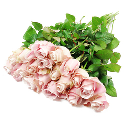 A lavish cluster of blush pink roses, close to two dozen in number, is arranged in a loose diagonal sweep across an immaculate white surface, as if a Canonbury florist has just set them down with a moment of reflective care. From this high angle, each rose reveals its own quiet story: some are tightly wound buds with petals coiled in perfect spirals, others have begun to ease open, showing layers of pale pink that deepen subtly towards a muted lavender blush in the inner folds. The blooms appear freshly cut, their petals plump and velvety, with a soft, almost porcelain sheen that suggests coolness to the touch and a delicate, familiar fragrance. Around them, an abundance of dark green leaves gathers like a protective cloak, their glossy texture and slightly serrated edges contrasting gently with the powdery softness of the petals. The long, straight stems extend towards the upper corner, grouped together in a natural bundle that hints at a hand-tied bouquet ready to be taken across Canonbury, perhaps to a quiet home off Essex Road or a peaceful farewell gathering near New River Walk. The even, shadowless light gives the image a clean, contemplative quality, emphasizing freshness and clarity, with no distractions from the roses themselves. There is a respectful stillness in the composition, a sense of calm presence that makes these flowers especially fitting as sympathy roses, offered to express condolences, remembrance, and enduring affection. The image captures how a simple arrangement of pink roses can bring a gentle comfort, standing gracefully beside a framed photograph, a condolence card, or a cherished memory.