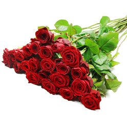 A sumptuous bouquet of fresh red roses fills the foreground of the image, the flowers gathered in a dense, generous cluster that immediately suggests passion and devotion. Set against a spotless white background, the blooms appear to glow, their deep crimson petals richly layered and perfectly formed, as if they have just been checked over by an experienced Canonbury florist before leaving the shop. There are around two to three dozen roses, their heads tilting slightly at different angles, creating a natural rhythm rather than a rigid shape. Each bloom has a soft, velvety texture, with petals that curl gently at the edges, giving a sense of movement and life. Behind the sea of red, long green stems stretch diagonally up and to the right, neatly aligned yet not overly formal, and accented with lush, dark green leaves. The leaves look freshly misted, with a healthy sheen that catches the bright studio lighting and offers a cool counterpoint to the warm red tones. A few discreet thorns are visible along the stems, a reminder of the roses' natural origin, perhaps freshly delivered from the market before being arranged for a special order to a home near Canonbury Station or a dinner reservation close to Islington Green. The lighting is even and clear, making every fold, curve, and shadow in the petals visible, while the blank background allows the bouquet to command full attention. This is the kind of dramatic, romantic rose arrangement perfect for anniversaries, proposals, or any moment across Canonbury when someone wants to express love in its most traditional and powerful form.