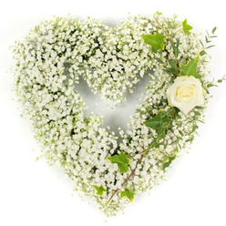 This photograph shows a meticulously formed heart-shaped arrangement built almost entirely from tiny white gypsophila, the infinitesimal blossoms combining to produce a soft, cloudlike surface against a pristine white backdrop. The texture is tactile in description - the bouquet's surface reads as feathery and light, while the silhouette remains full and rounded. Placed with quiet intention at the upper right of the heart is a single cream-white rose whose petals are meticulously curled and catch the light, creating a small, luminous centre of attention. Woven into and around that rose are robust ivy leaves, their deep green gloss and lobed profiles offering a classical contrast; trailing beside them are finer, pale green sprigs that resemble eucalyptus, contributing a cool, elongated texture and subtle scent suggestion. The arrangement sits in bright, natural-looking light that highlights the clean whites and gives the ivy a jewel-like sheen, while soft shadows emphasize depth and the rose's spiral. The visual vocabulary here - white as purity, rose as remembrance, trailing greens as continuity - communicates sympathy and quiet consolation without flourish. Presented with a restrained elegance, this tribute would be appropriate for a funeral service or a private memorial, providing a calm, dignified gesture of respect. The bouquet's craftsmanship suggests the careful, local touch of a Canonbury-area floral studio accustomed to creating composed, traditional pieces for nearby churches and chapels, from Canonbury Square to the quieter streets by the New River Path.