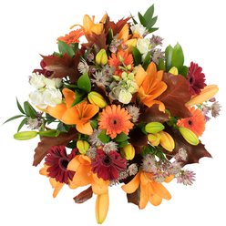 A glorious, artisan bouquet photographed from above, bursting with the glowing colours of an English autumn and arranged with the calm confidence of a local Canonbury florist. Towering orange Asiatic lilies, fully unfurled, form the arrangement's luminous focal points, their elegant trumpets framed by fresh green lily buds that hint at blooms to come. Sprightly orange Gerbera daisies and deep burgundy Gerbera sit like warm coins and dark berries among the foliage, their radial petals giving lively texture and cheer. Nestled between these are soft, ivory lisianthus-petal-rich, slightly ruffled blooms that read like cream against the bolder tones-and clusters of muted purple Astrantia offering an intricate, feathery detail that breathes lightness into the dense composition. Scattered throughout are substantial, lobed leaves in reddish-brown and maroon that recall fallen oak and maple, grounding the palette in harvest imagery, while glossy green leaves and slender stems weave through the bouquet to maintain a fresh structure. The arrangement is crisply lit on a white backdrop so every colour and contour is clear, creating a full, round, and luxurious silhouette. Imagining this piece delivered across Canonbury, from Canonbury Square to Upper Street and Essex Road, I picture it brightening a small Georgian parlor or a contemporary kitchen table; its scent is soft and woodsy, its presence both celebratory and intimate. Prepared with attentive hands by Canonbury Flowers, this bouquet is an eloquent seasonal statement for Thanksgiving, birthdays, or simply to welcome autumn indoors.