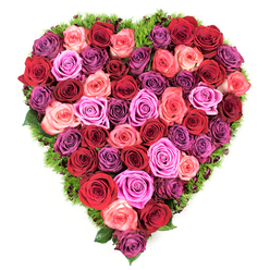 Seen from above, this heart-shaped arrangement presents a dense, opulent field of fully bloomed roses, their velvety heads pressed together to create an unbroken tapestry of colour. The palette moves deliberately from rich crimson and deep burgundy through clear reds, soft coral and blush pinks, to electric fuchsia and subdued lavender, with occasional plum accents that give the composition depth. Each rose shows delicate petal structure and a subtle, velour sheen; some centers are tightly coiled while others open into layered rosettes, producing a varied surface that invites touch. The heart's edge is defined by a whisper of fine, dark green foliage - a moss-like underlayer or maidenhair-style fern - which peeks between blooms and frames the shape against a pure white background.

Under soft, even lighting the texture and depth read very clearly, the shadows between petals adding a sculptural quality. The visual language here speaks of deep feeling: a romantic declaration for Valentine's or an elegant tribute for a memorial. There is an implied scent of fresh roses and a faint earthy freshness from the greenery that balances the sweetness. As a Canonbury florist I imagine preparing this for collection near Essex Road or delivering it gently to a home by New River Walk; its quiet precision and heartfelt intent reflect local care. Whether placed on an altar, a celebration table, or beside a photograph, this composition communicates devotion, sympathy, and lasting affection with restrained, practiced beauty.
