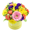 This joyful hatbox floral arrangement looks as though it has just been lifted from the workbench of a Canonbury florist, its rounded silhouette and rich colours capturing the easy charm of the neighbourhood's tree-lined streets. At the base is a circular, hatbox-style container in a light lime green hue, decorated with soft pastel blue and white polka dots that lend a fun, celebratory character, like a carefully wrapped present ready to be delivered. The flowers inside are gathered into a lush, dome-shaped display that spills slightly over the rim, giving an impression of abundance and freshness. Dominating the foreground is a striking bright pink gerbera daisy; its petals are neatly layered in a perfect circle, framing a small, pale green centre that adds a gentle, natural contrast. Around this central bloom, sunny yellow chrysanthemums or tiny daisies cluster together, their petite petals and bright faces giving off a sense of warmth and optimism you might associate with a sunny afternoon walk near Canonbury Overground. Coral and orange carnations wind through the design, their frilled petals building soft, rounded tufts of colour that feel comforting and warm. Tucked between them, deep purple and indigo lisianthus blossoms add a velvety depth, their rich shades balancing the brightness of the yellows and pinks. Wisps of green foliage and a few variegated leaves peek out between the flowers, completing the arrangement with a fresh, natural feel. Set against a clear white background, the colours appear crisp and true, highlighting each bloom's delicate structure. This arrangement is perfectly suited for birthdays, congratulations, or get well messages delivered across Canonbury, bringing a sense of cheerful celebration straight into any home or office.