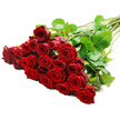 An opulent sweep of long-stemmed red roses lies diagonally across a spotless white surface, as though just arranged on a florist's bench in a Canonbury backstreet near Islington's leafy squares. At the left of the image, around two to three dozen rose heads are gathered closely together in a generous, overflowing cluster, each bloom at its prime with tightly layered, velvety petals in an intense crimson hue. The petals spiral inward to form perfectly shaped hearts of colour, then relax gently towards the outer edges, creating a lush, almost three-dimensional carpet of red. This mass of blooms is framed and threaded through with glossy green foliage, the leaves a deep, saturated green that contrasts beautifully with the roses and adds a feeling of natural freshness. From the dense cluster of flowers, long, straight stems extend towards the upper right corner of the frame, echoing the diagonal line and giving the composition a sense of direction and elegance. Some small thorns are visible along the stems, a subtle reminder that these are real, recently cut roses, perhaps conditioned for a same-day delivery across Canonbury, Highbury Fields, or down towards Angel. The bright, balanced lighting washes evenly across the bouquet, highlighting the gentle curves of each petal and the soft sheen of the leaves, while the white background makes the intense red the undisputed star of the scene. The image carries a strong mood of romance and celebration, ideal for marking an important anniversary, a proposal, or any heartfelt occasion where a lavish armful of red roses says more than words ever could.