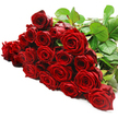 A lush, romantic sweep of red roses stretches horizontally over a bright white background, arranged as though a Canonbury florist has just finished hand-tying them and laid them down to admire their perfection. Two to three dozen long-stemmed roses sit shoulder to shoulder, their blooms overlapping in a rich tapestry of velvety crimson. Each rose is meticulously placed to show off its best side: some blossoms are wide open, revealing intricate, spiralling hearts, while others stay slightly cupped, suggesting fresh buds that will open fully by the end of the day. The petals look thick and soft, with gently curled edges and subtle gradations of colour that move from bright, romantic red toward deeper wine tones near the center. Dark green stems and leaves gather along the upper right of the composition and weave lightly through the mass of petals, offering a cool, forest-green counterpoint that makes the red appear even more vivid. The foliage is glossy and robust, hinting at careful conditioning and early-morning selection, much like the fresh bundles prepared for same-day delivery around Canonbury, Highbury, and the quiet streets near Canonbury Square. The lighting is clean and even, casting delicate shadows that define the roses' contours without overwhelming them, as if the bouquet were photographed on a sunlit table in a minimalist studio. The overall impression is one of pure, focused emotion: a classic, passionate arrangement that could mark a milestone anniversary, a heartfelt apology, or a spontaneous romantic surprise, capturing all the intensity and tenderness that red roses have come to represent.