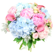 A lush, round bouquet stands upright against a bright white background, every pastel bloom sharply defined and glowing with soft, flattering light. At its core, rounded heads of blue hydrangeas form generous, cloud-like mounds, each made up of countless tiny petals in gentle, powdery shades that evoke a fresh spring sky over Canonbury's tree-lined streets. Nestled closely beside them are opulent peonies, unfolding in ruffled layers of pink that range from tender blush to a more intense candyfloss hue, their full, cushiony blooms giving the design a deeply romantic heart. That softness is artfully interrupted by graceful calla lilies, their tall, slender trumpets in deeper coral-pink and fuchsia providing bold, modern curves that stretch slightly above the rest of the bouquet. Throughout the arrangement, smaller roses in blush pink and buttery cream peek out between the larger flowers, their compact rosettes and gently curling petals adding charm and timeless elegance. Silvery-green dusty miller, with its velvety, frosted leaves, drifts among glossy dark foliage, bringing a cool, textural layer that enhances the pastel palette and references the muted tones of early morning in nearby Highbury and Islington. Bound stems at the base hint at the skilled, hand-tied craftsmanship behind the design, suggesting flowers freshly prepared for local delivery. The bouquet as a whole radiates joy, tenderness, and quiet celebration, ideal for marking an anniversary in a Canonbury townhouse, decorating a registry office reception, or simply sending a message of love and renewal to someone special in the neighbourhood.