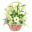 A rustic anniversary flower basket is captured here against a bright white background, every detail clear and considered, as though prepared for delivery to a quiet home just off Canonbury Lane. The basket is made from light, straw-toned wicker, woven tightly with subtle variations in colour that add depth. Its curved handle rises over the arrangement like a gentle frame. At the front, a red and white gingham ribbon is fastened into a neat bow, the familiar check pattern introducing a cosy, nostalgic note, reminiscent of local delis and cafés around Upper Street. The flowers within the basket are a carefully balanced composition of whites and greens. Numerous lily stems form the backbone, many still in bud with pale green tips and creamy sides, holding the promise of fragrance and beauty in the days ahead. Nestled around them are open-faced white Gerbera daisies, their smooth petals fanning out from darker, almost black centres, giving a graphic, contemporary feel. Lisianthus blooms in white and fresh light green weave between the larger flowers, their frilled edges catching the light and lending softness. A sleek white calla lily, with its sculpted funnel shape, stands out subtly amid the more ruffled blossoms. Smaller, delicate white and pale green chrysanthemum-type flowers add volume and fine texture throughout. The arrangement is cushioned and framed by rich greenery: rounded eucalyptus leaves with a cool, silvery cast, variegated foliage with cream-tipped edges, and deeper, glossy green leaves beneath. The overall impression is of freshness and quiet sophistication, perfect for marking a meaningful anniversary in Canonbury, offering gentle congratulations, or simply brightening a calm, light-filled room.
