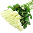 Spread across a flawless white background, a diagonal bouquet of white roses forms a calm, flowing line from the lower-left to the upper-right of the image, like a brushstroke of petals and leaves. The blooms are concentrated at the lower-left, where around two dozen rose heads are nestled tightly together, creating a cushion of soft, creamy white. Each flower is captured at that perfect in-between stage: not fully open, yet no longer a tight bud, the petals gently unfurling in layered spirals that suggest both delicacy and strength. The centres glow faintly with ivory warmth, while the outermost petals show just a breath of fresh green at their base, as though they have only recently been lifted from cool buckets in a Canonbury flower shop. The lighting is bright, even, and decidedly modern, with almost no harsh shadow, so the roses appear to float against the white ground. From beneath the blossom cluster, long stems sweep diagonally to the upper-right. They are slender yet sturdy, bound closely together but given room to fan slightly as they travel across the frame. Rich, dark green leaves cling to these stems in natural clusters, glossy and healthy, some tinged with a hint of red along their edges, echoing the subtle seasonal changes in the trees around Canonbury's quiet residential streets. The overall aesthetic is both simple and sophisticated, perfectly suited to a white rose bouquet intended for a civil ceremony near Canonbury station, a condolence delivery to a family home, or a thoughtful gift that speaks in gentle tones of peace, respect, and enduring affection.