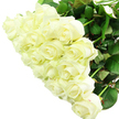 A striking bouquet of white roses dominates the scene, gathered so closely that their delicate heads form a lush, rounded canopy of soft, creamy petals. The roses vary slightly in size and openness, creating a natural rhythm across the arrangement: here a full, open bloom with layers of ivory-toned petals spiralling outward, there a partially opened bud holding its elegant, pointed shape. The petals have a velvety appearance, catching the even, bright light in a way that emphasizes their softness and fine edges. Tiny shadows slip between the layers, adding depth and a sense of quiet movement. Touches of rich, green foliage appear around and beneath the roses, offering a cool contrast that recalls the tidy gardens and mature trees dotted through Canonbury's residential streets. The stems, though mostly hidden, suggest strength and freshness, as if the bouquet has just been prepared for delivery by Canonbury Flowers and is ready to travel across the local area. The backdrop is pure and uncluttered, a clean white that intensifies the impression of purity and clarity, leaving all attention on the roses themselves. Looking at the arrangement, you can almost imagine the soft, creamy fragrance-light, elegant, and comforting, like fresh air after a gentle rain shower over nearby Islington Green. This bouquet would feel perfectly at home as a bridal posy, an anniversary centrepiece on a table near New River Walk, or a thoughtful condolence arrangement. Its mood is serene and refined, a quiet reflection of devotion, remembrance, and new beginnings expressed entirely in shades of white.